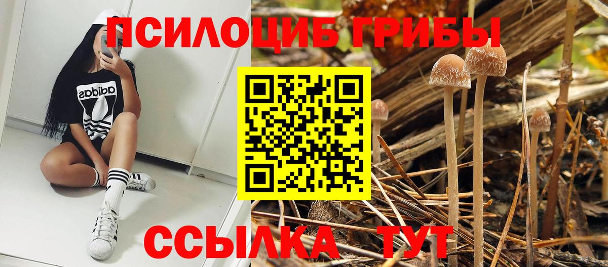 Галлюциногенные грибы Cubensis  Вход с VPN  закладка  Галлюциногенные грибы GOLDEN TEACHER  Черемхово 